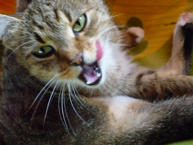 kiciu 