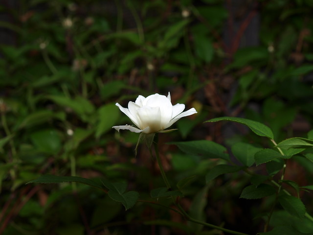 Night rose