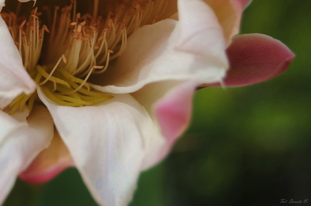 Wpis donataphotography