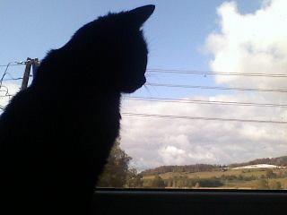 Puszek;**