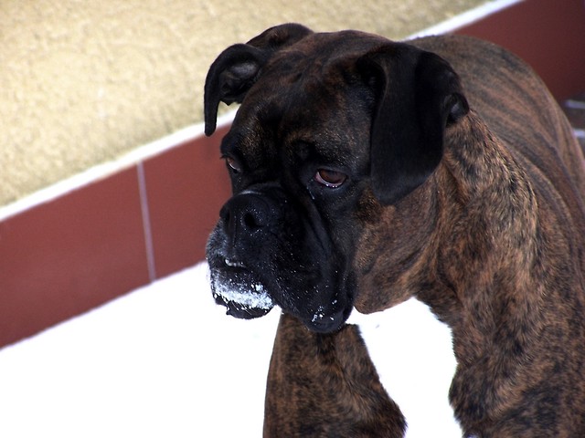soniula