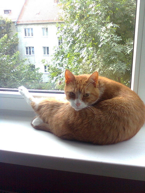 Kociajoga