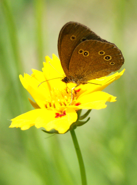 Motyl.