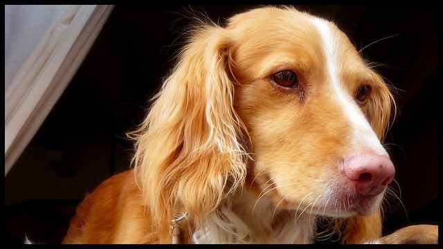 One cute Canis lupus familiaris