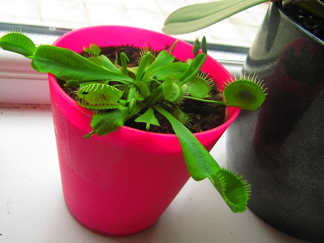 krwiozercza roslina