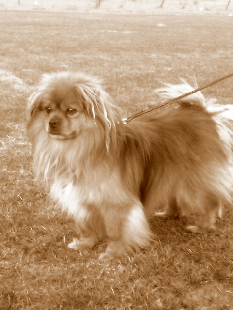 jogi