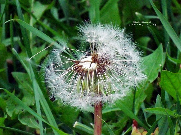 Fluff . . .