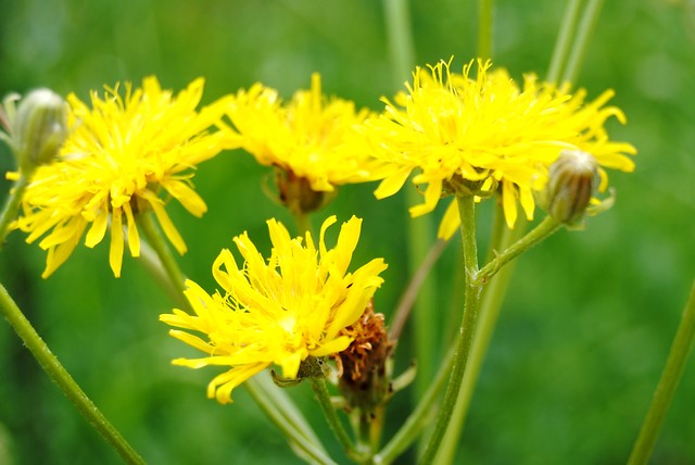 Wpis yellowtrainers