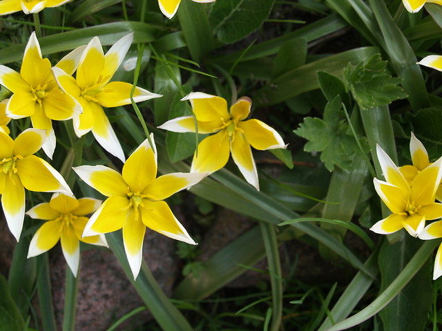 tulipan