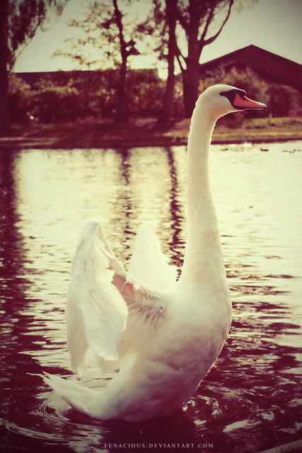 Wpis nikii