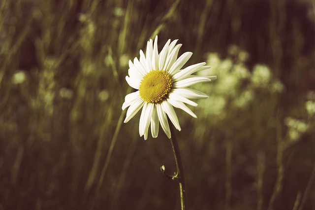 Kamilowy ;)