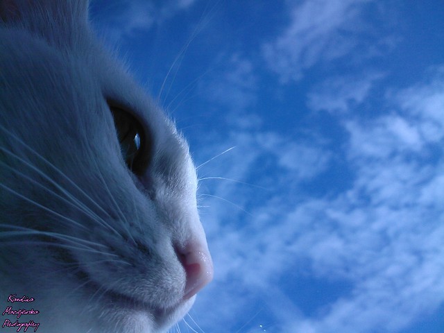 Wpis ilovemykitty