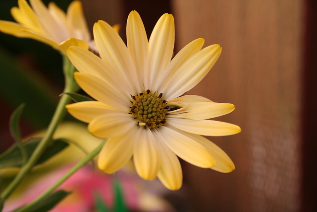 Canon 350d