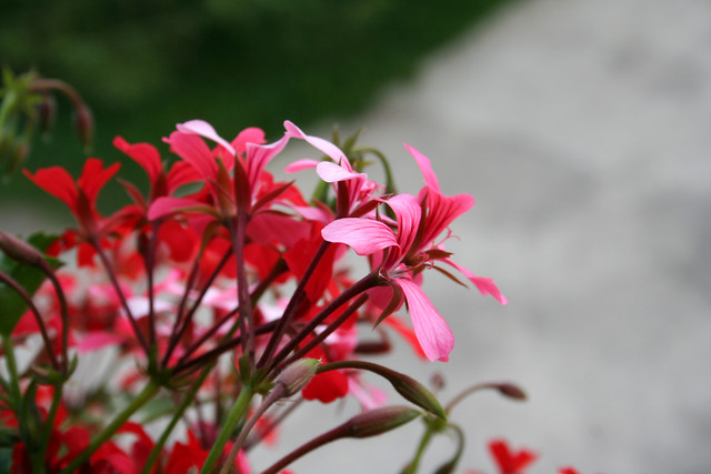 Canon 350d_#2