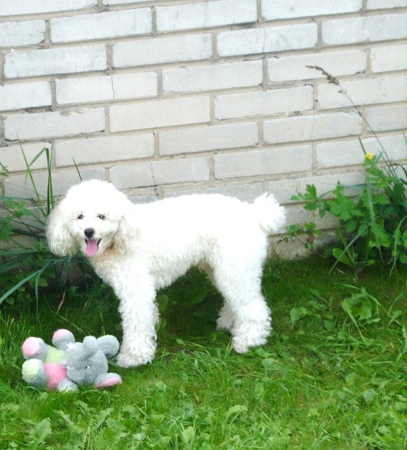 Wpis frienddogs