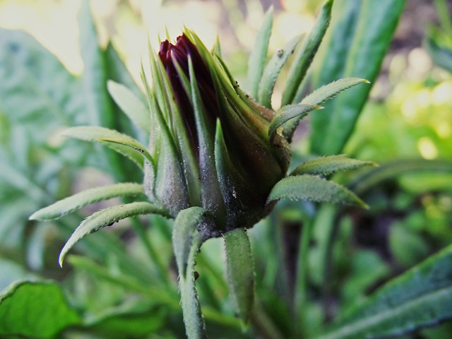 Wpis pokolorowana95
