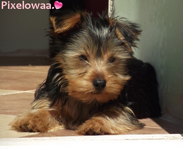 Wpis pixelowaa