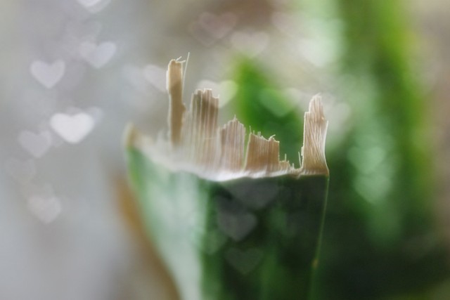 bokeh