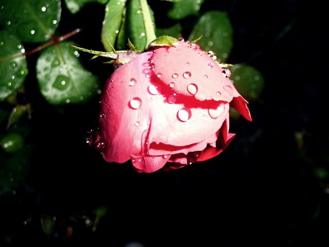 9. Rose.