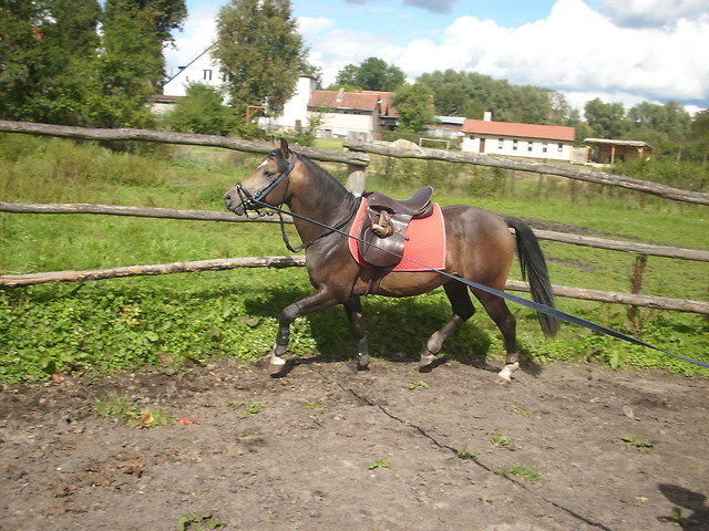 Wpis dzikieogry