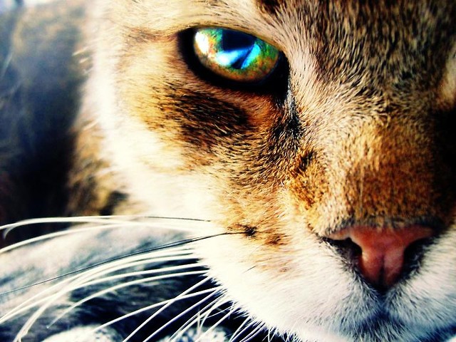 Eye 