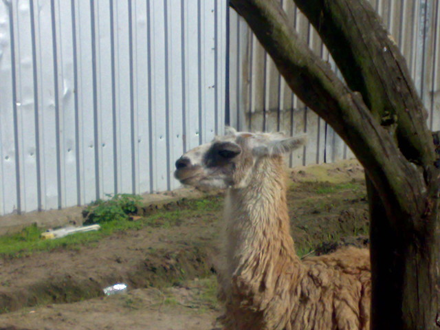 LAMA!