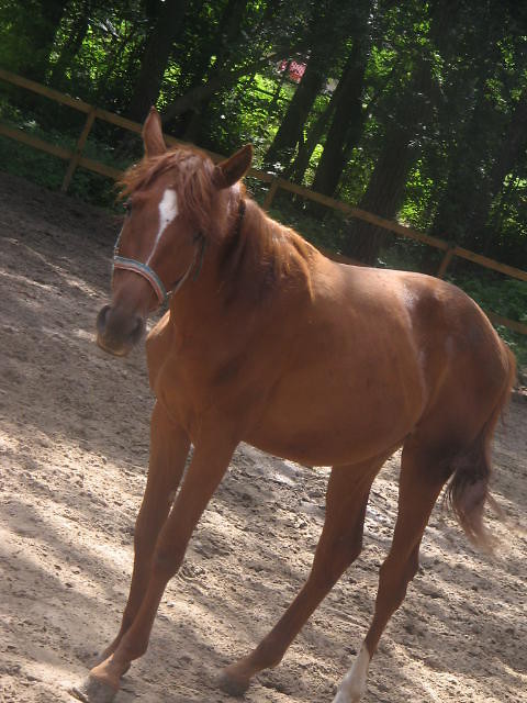 Konik ^^