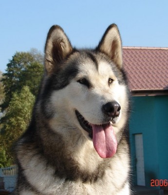 husky