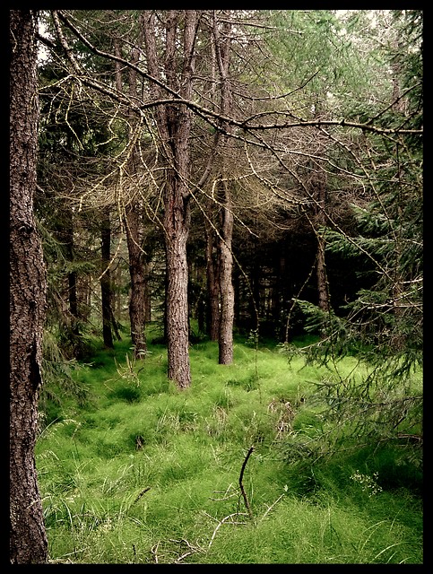 Woodsy