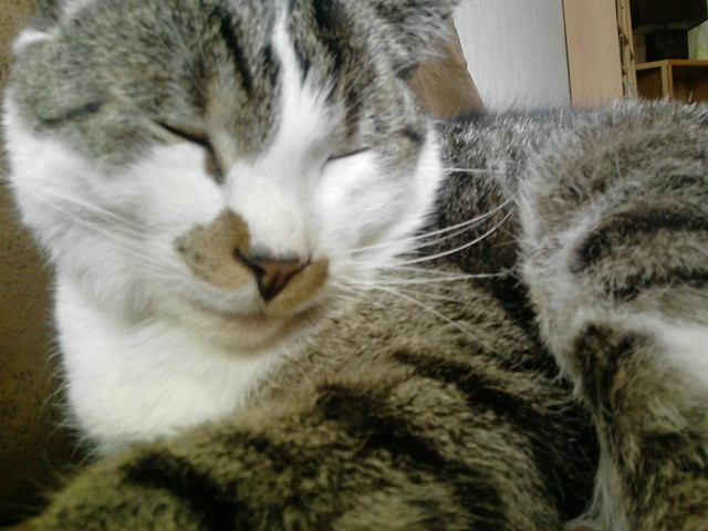 Wpis pumbazy