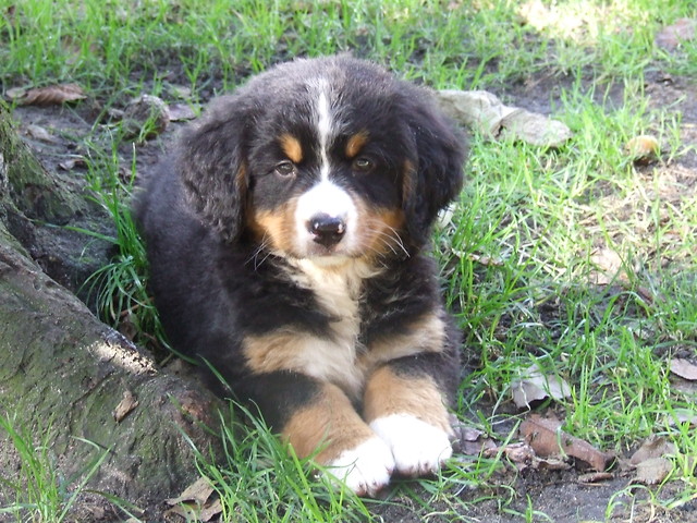 Berta 