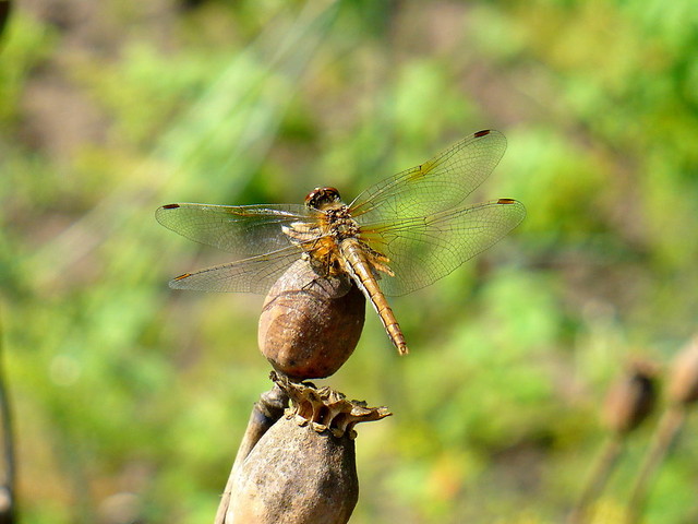 waka