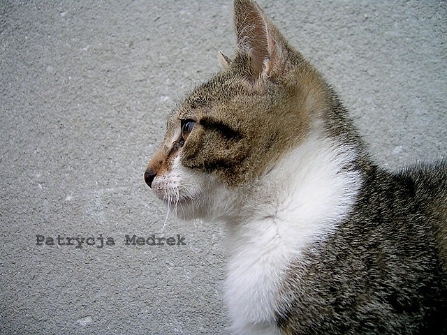 Wpis pattka93