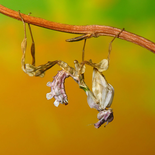 Idolomantis diabolica L2