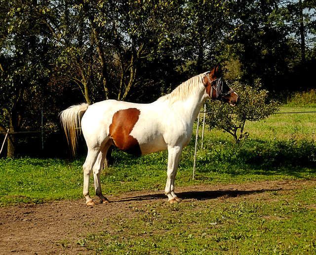 Wpis cavallomiovita
