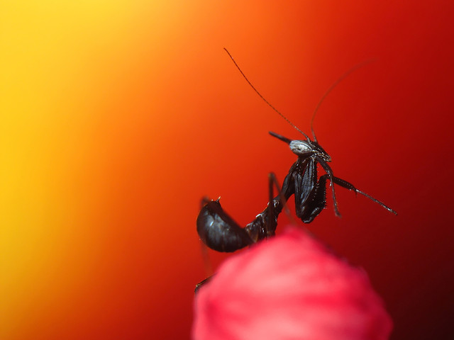 Ghost (mantis) love score. 