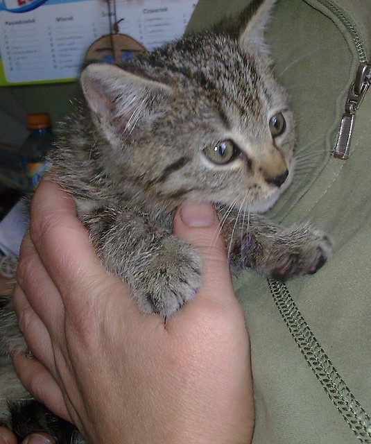 KOTEK