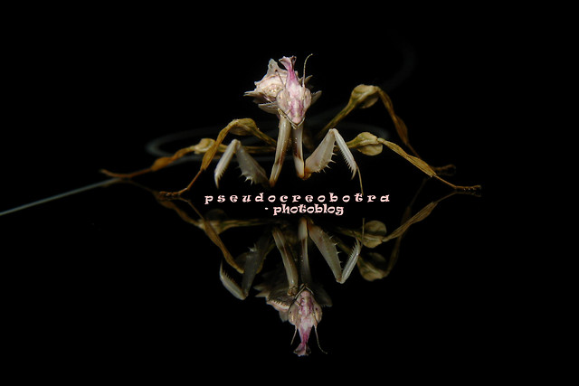 Idolomantis diabolica L2
