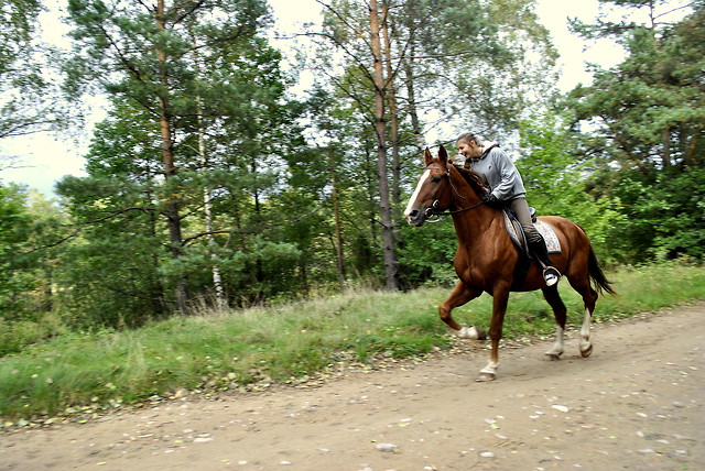 galop