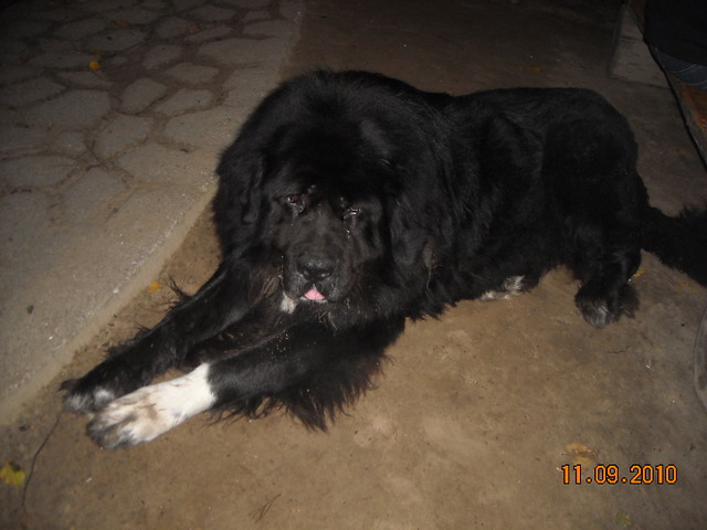 Betonik:**