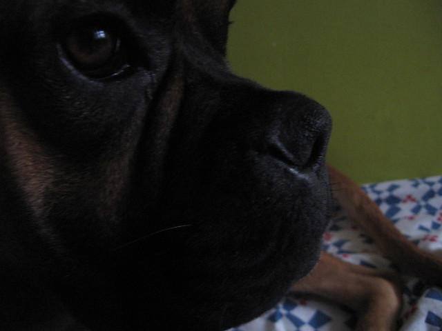 Wpis zajeliminick