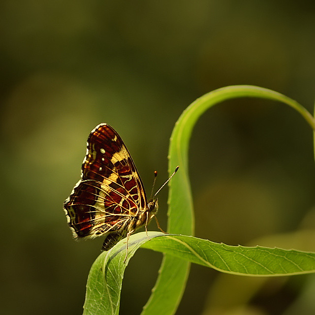 Motyl