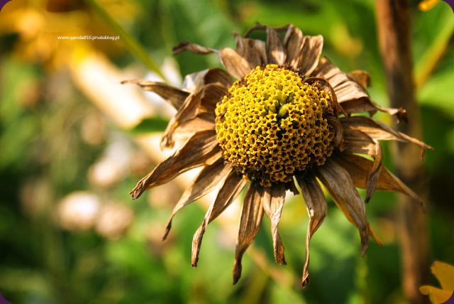654. Flower CXV