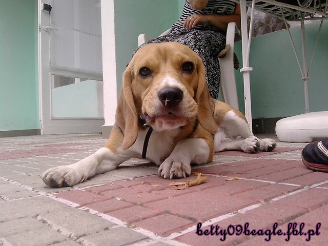 Wpis betty09beagle