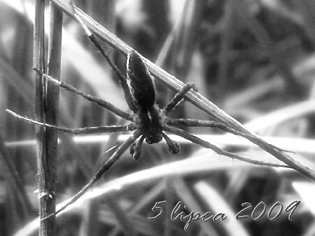Spider