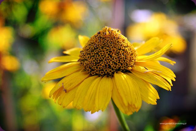 658. Flower CXVI