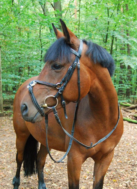 Poney de sport