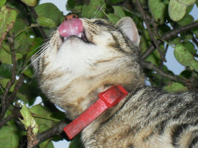 Pcheka