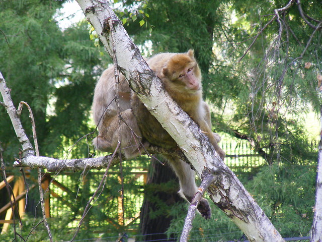ZOO