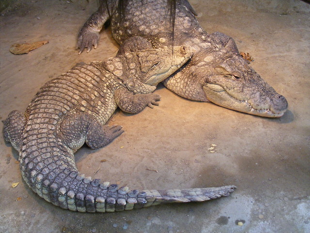 ZOO